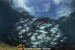 Under the Jack fishes by Deniz Muzaffer Gökmen 